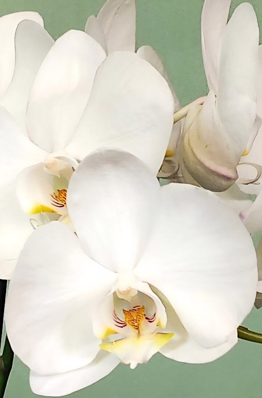 Orchidée sans cache pot